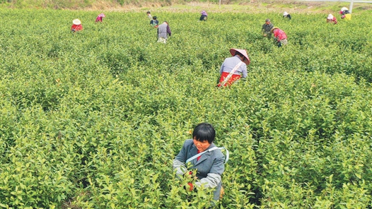 安徽省春茶地理标志保护行动启动