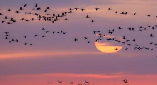 内蒙古“百鸟天堂”迎候鸟迁徙高峰 白鹤数量大幅提升